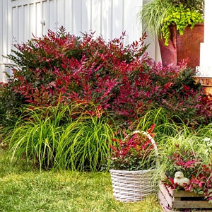 Nandina Southern Living Flirt